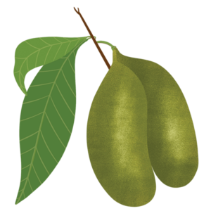 Illustration on Pawpaws