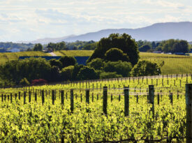Shelton Vineyards in the North Carolina Foothills