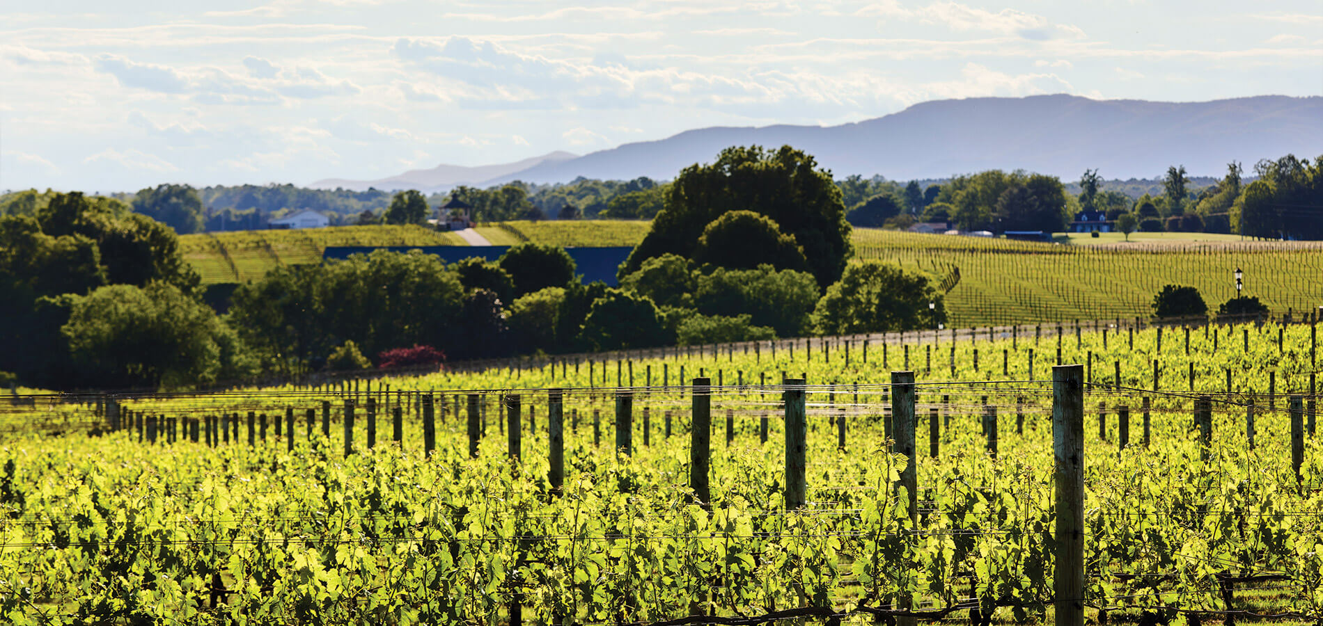 Shelton Vineyards in the North Carolina Foothills