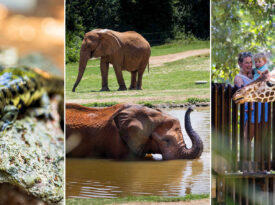 Salamanders, elephants, and giraffes at the Zoo