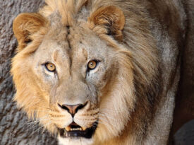 Haji, the NC Zoo's male lion