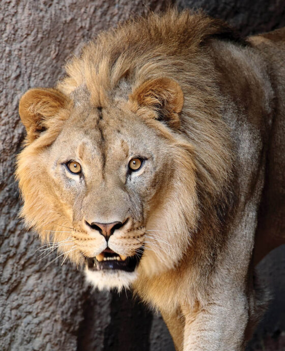 Haji, the NC Zoo's male lion