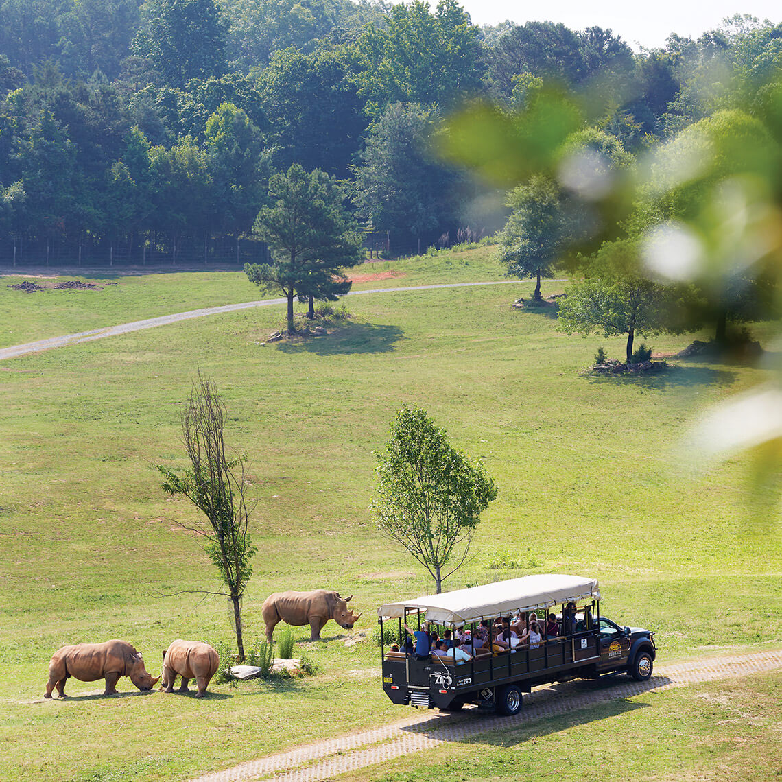 Zoofari bus takes visitors to see rhinos at the NC Zoo