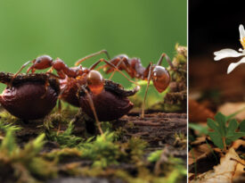 Winnow ants carrying seeds of blood root plant