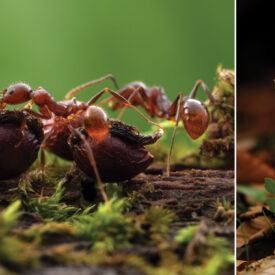 Winnow ants carrying seeds of blood root plant