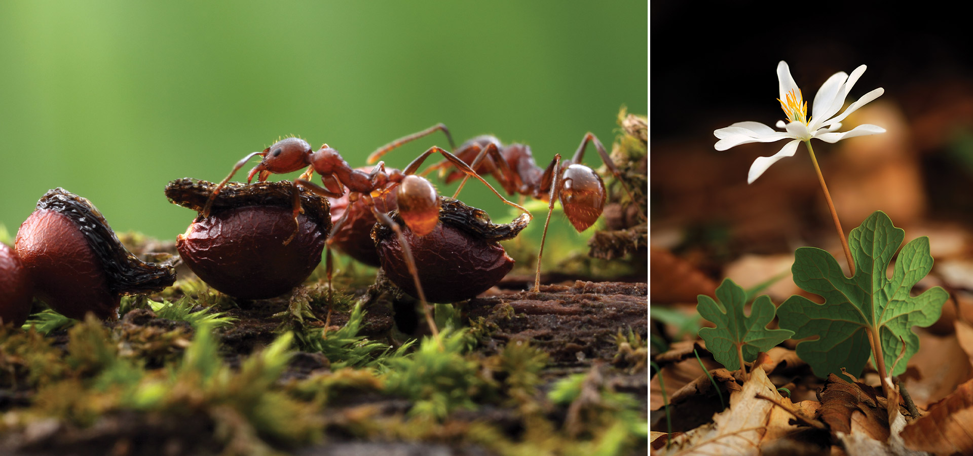 Winnow ants carrying seeds of blood root plant