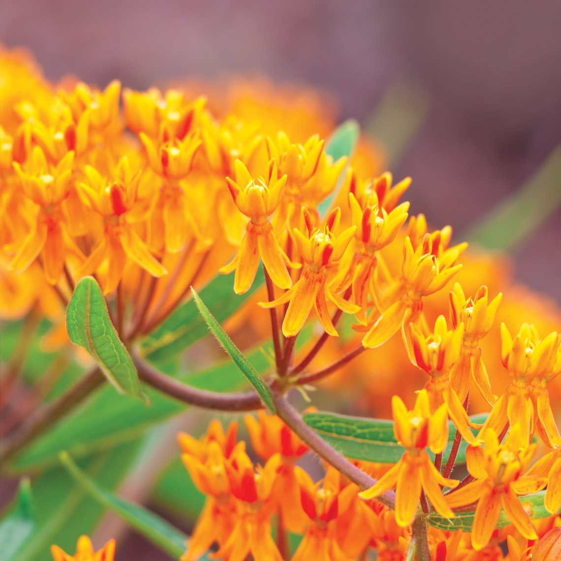 Butterfly weed wildflower