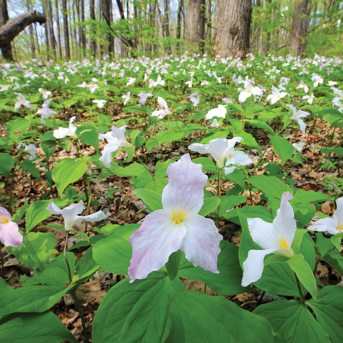 Trillium wildflower