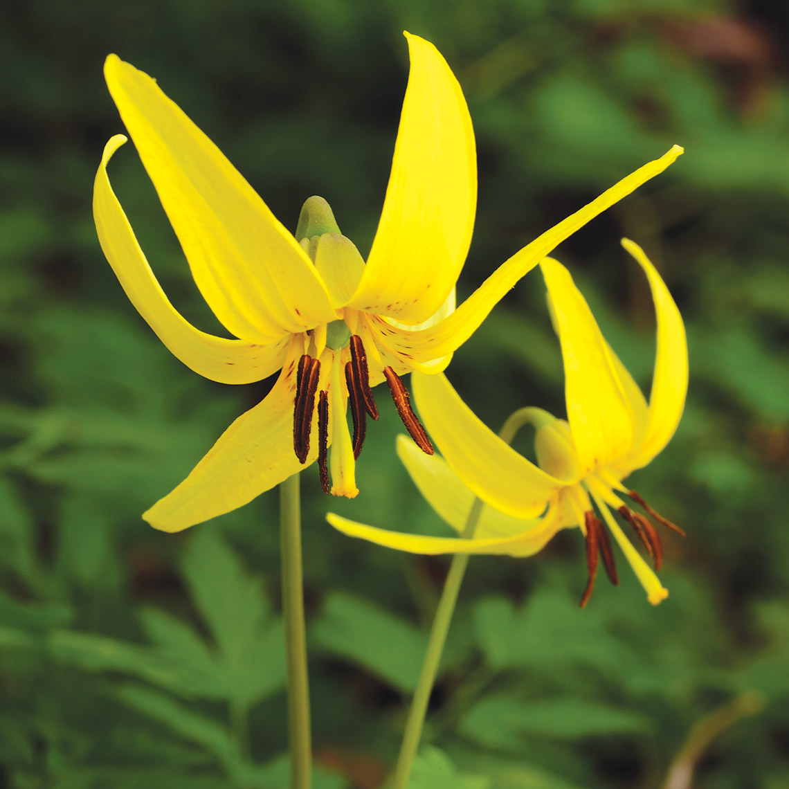 Trout lily wildflower