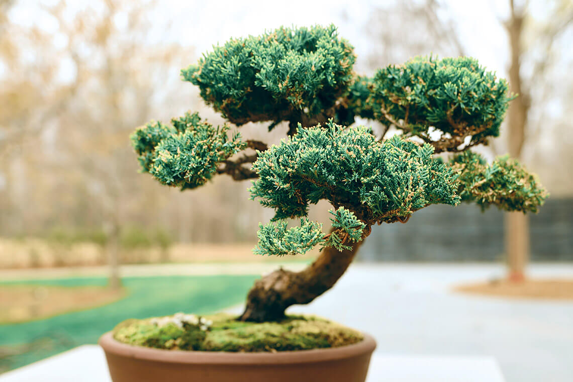Bonsai tree