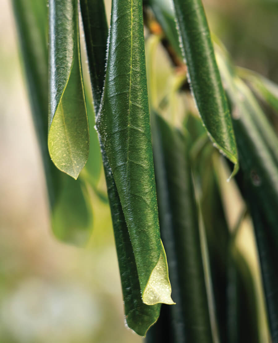 Curled up rhododendron leaves