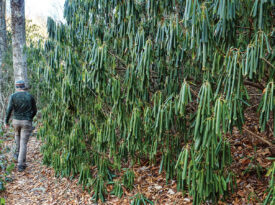 Author hikes past a rhododendron bush with tightly curled leaves