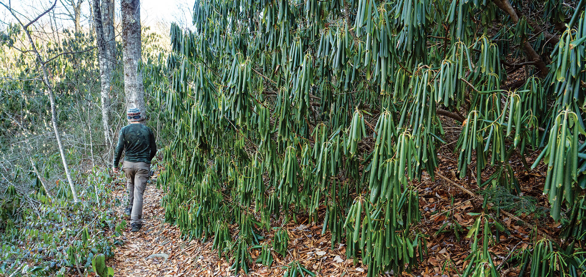 Author hikes past a rhododendron bush with tightly curled leaves