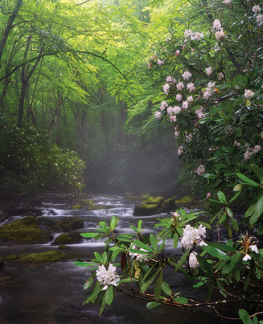 Rhododendron in springtime