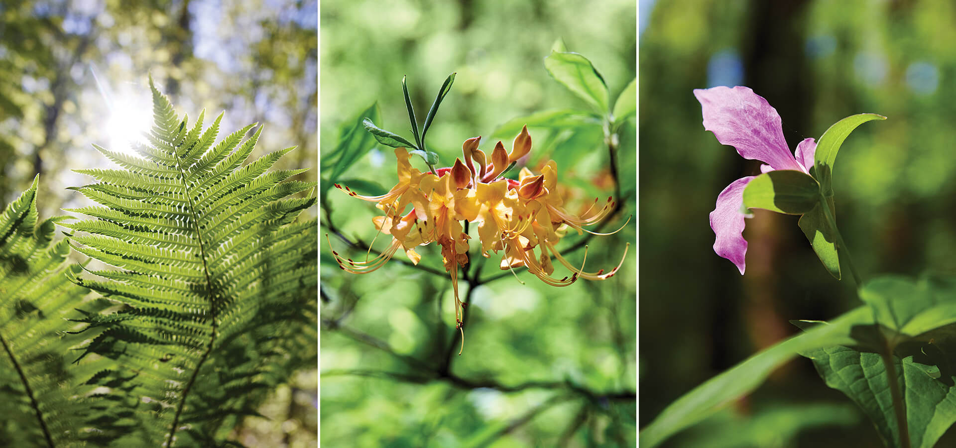 ferns, flame azaleas, white trilliums at Emily Allen Wildflower Preserve