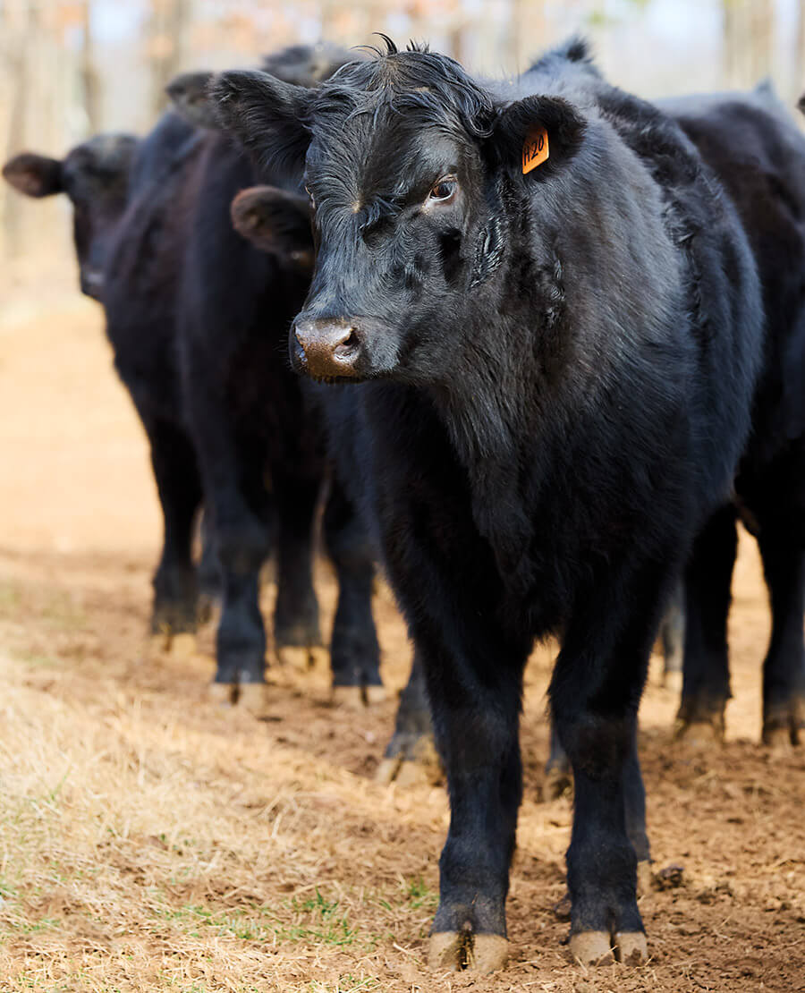 Angus bulls