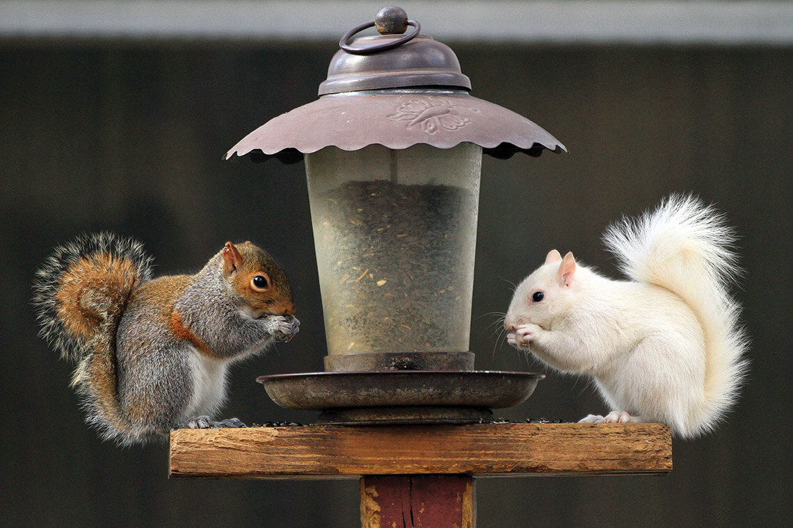 Eastern gray squirrel and white squirrel at a feeder