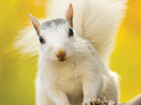 White squirrel