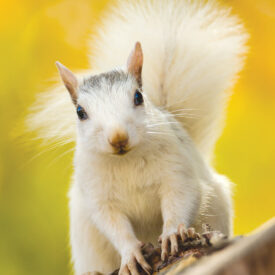 White squirrel