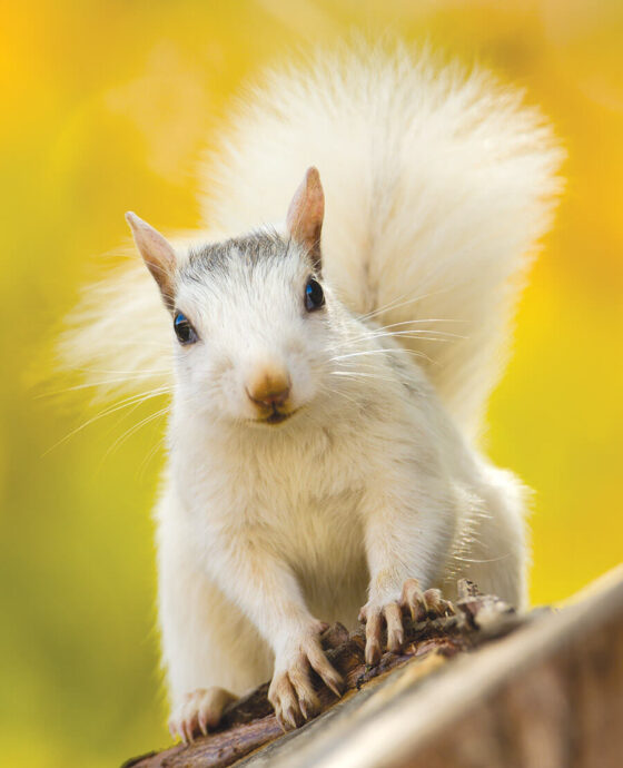 White squirrel