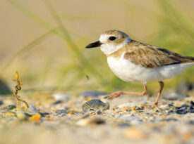 Wilson's plover at Rachel Carson Preserve in Carteret County