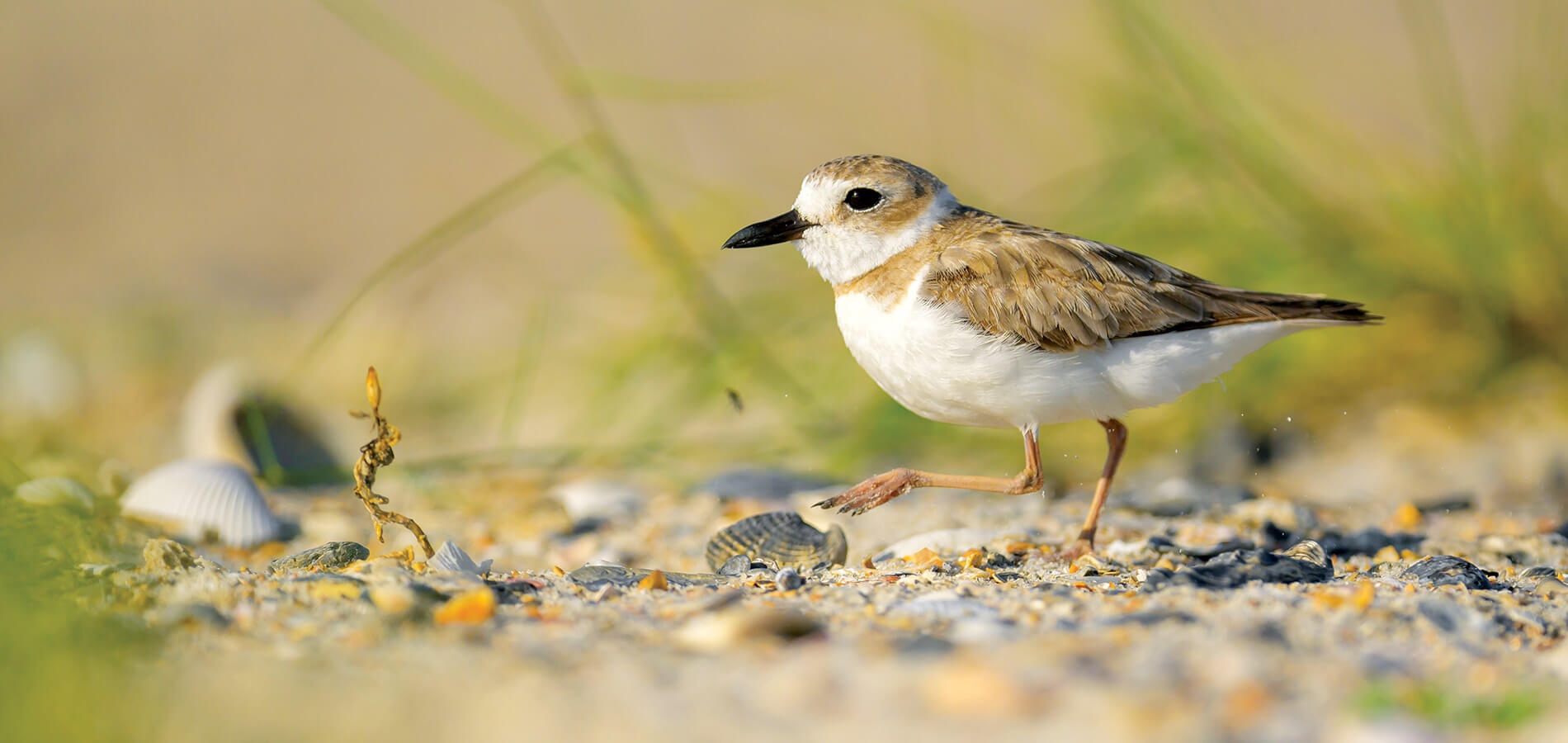Wilson's plover at Rachel Carson Preserve in Carteret County