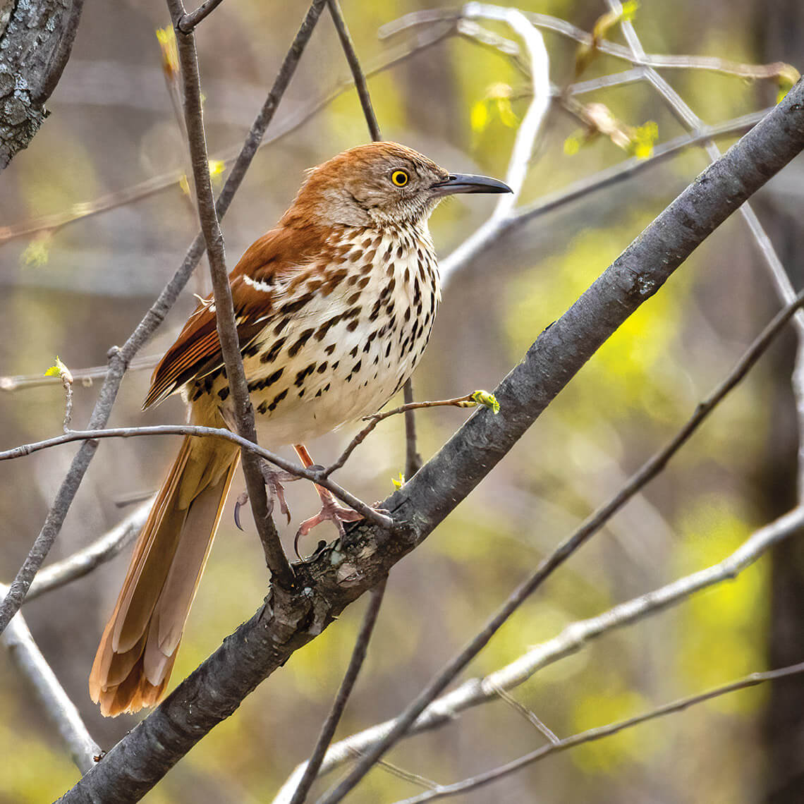 Brown Thrasher in a tree