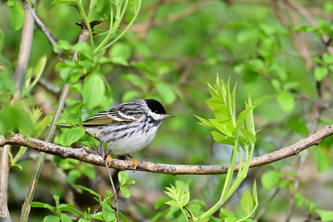 Blackpoll Warbler in Blowing Rock