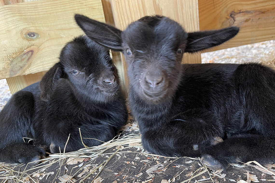 Spanish goats at Floyd Family Farm. 