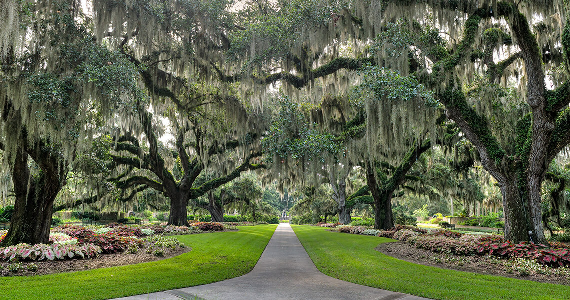 live oak allée at Brookgreen Gardens