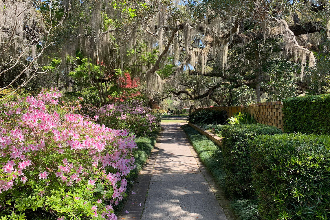 Azaleas in bloom in Brookgreen Gardens