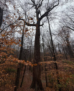 Underground Railroad Tree