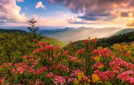 Rhododendron blooms along the Blue Ridge Parkway near Jackson County, NC