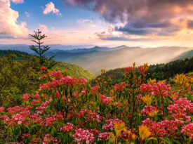 Rhododendron blooms along the Blue Ridge Parkway near Jackson County, NC