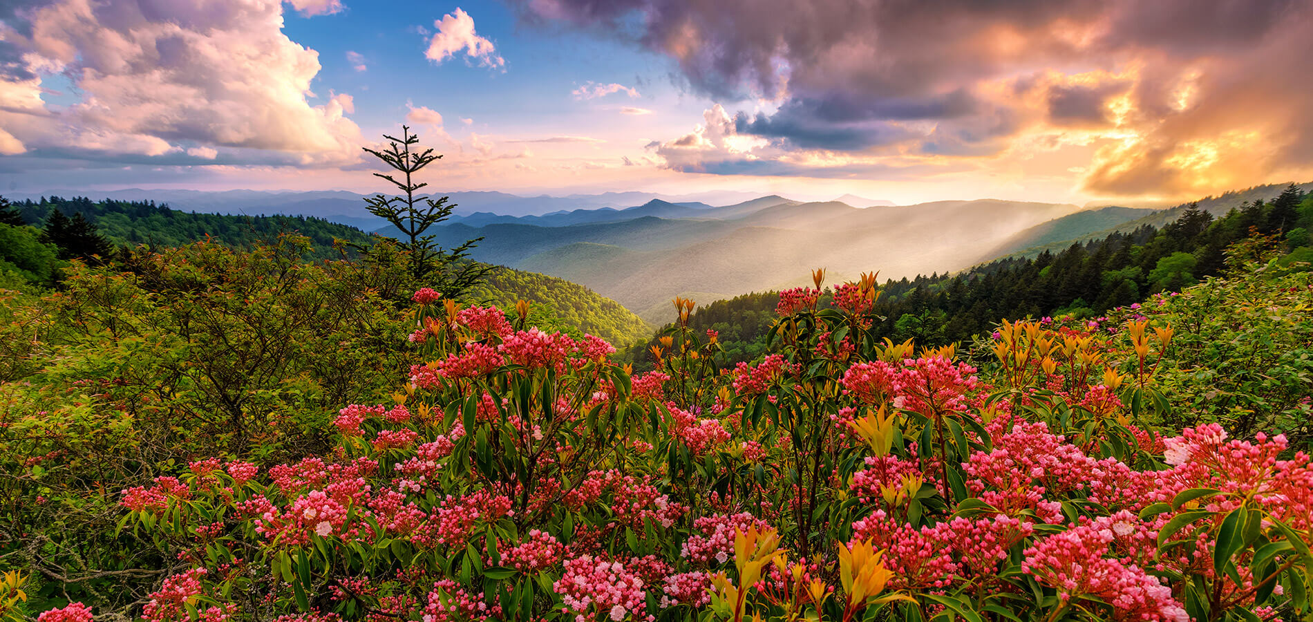 Rhododendron blooms along the Blue Ridge Parkway near Jackson County, NC