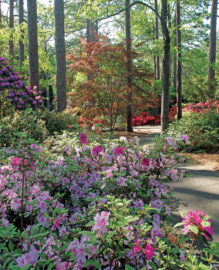 Azaleas in the Sandhills Horticultural Gardens