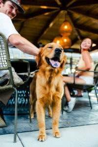 Couple with dog on the patio at Amante Tacos and Spirits in Greenville