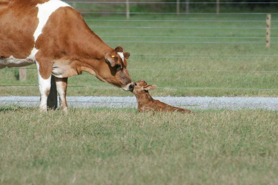 Cow and calf at Simply Natural Creamery