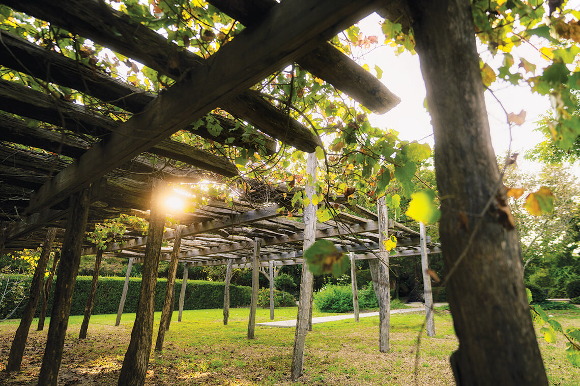 The arbor for the Mother Vine