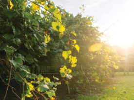 Mother Vine on Roanoke Island