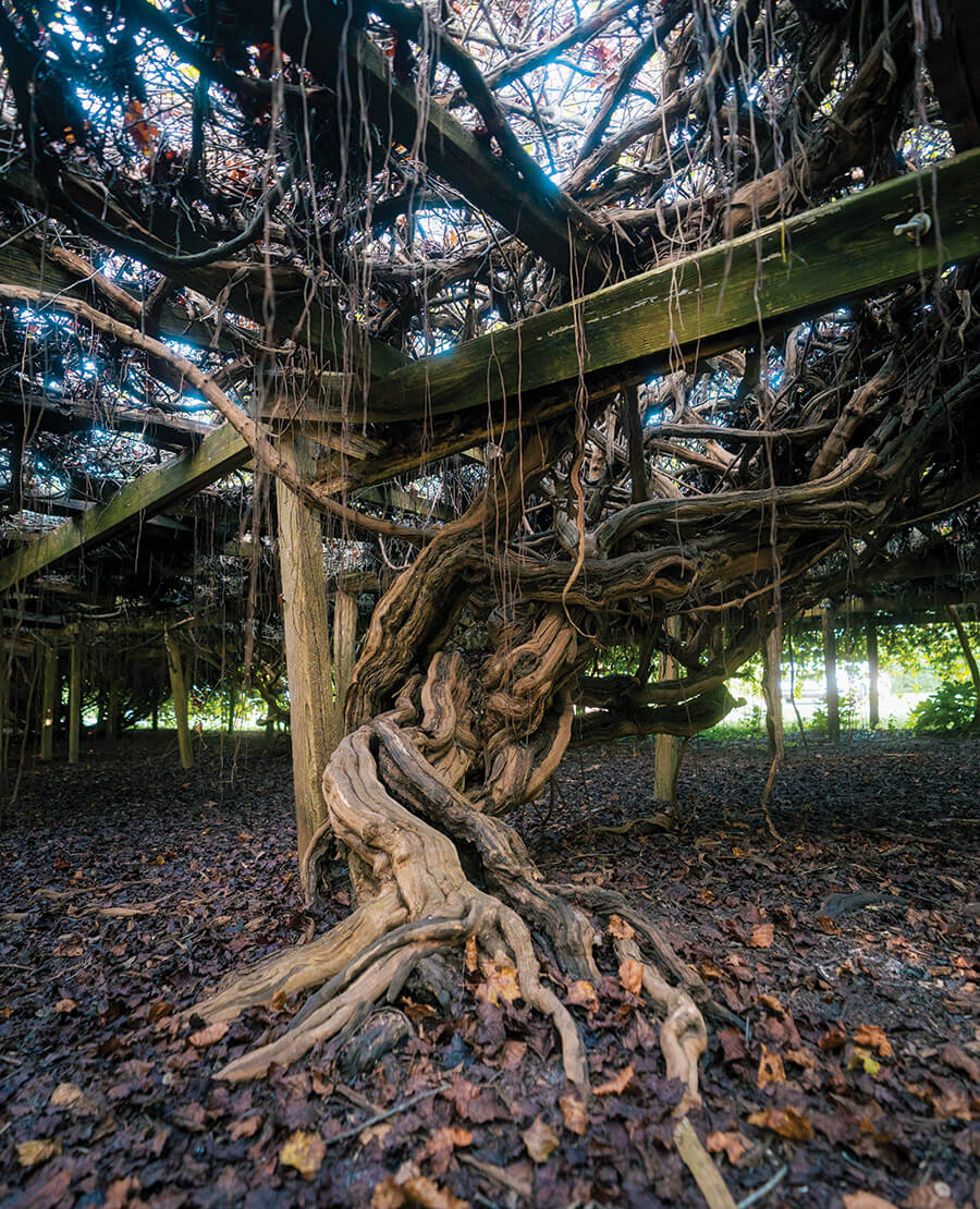 The Mother Vine root system