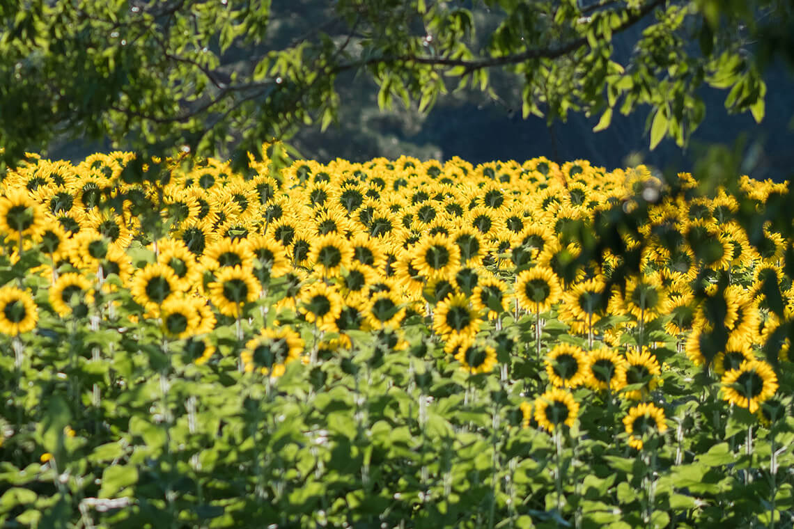 Sunflowers at Dix Park.