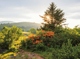 Flame azaleas on the Appalachian Trail