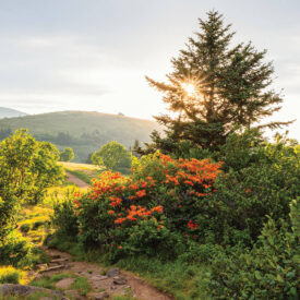 Flame azaleas on the Appalachian Trail