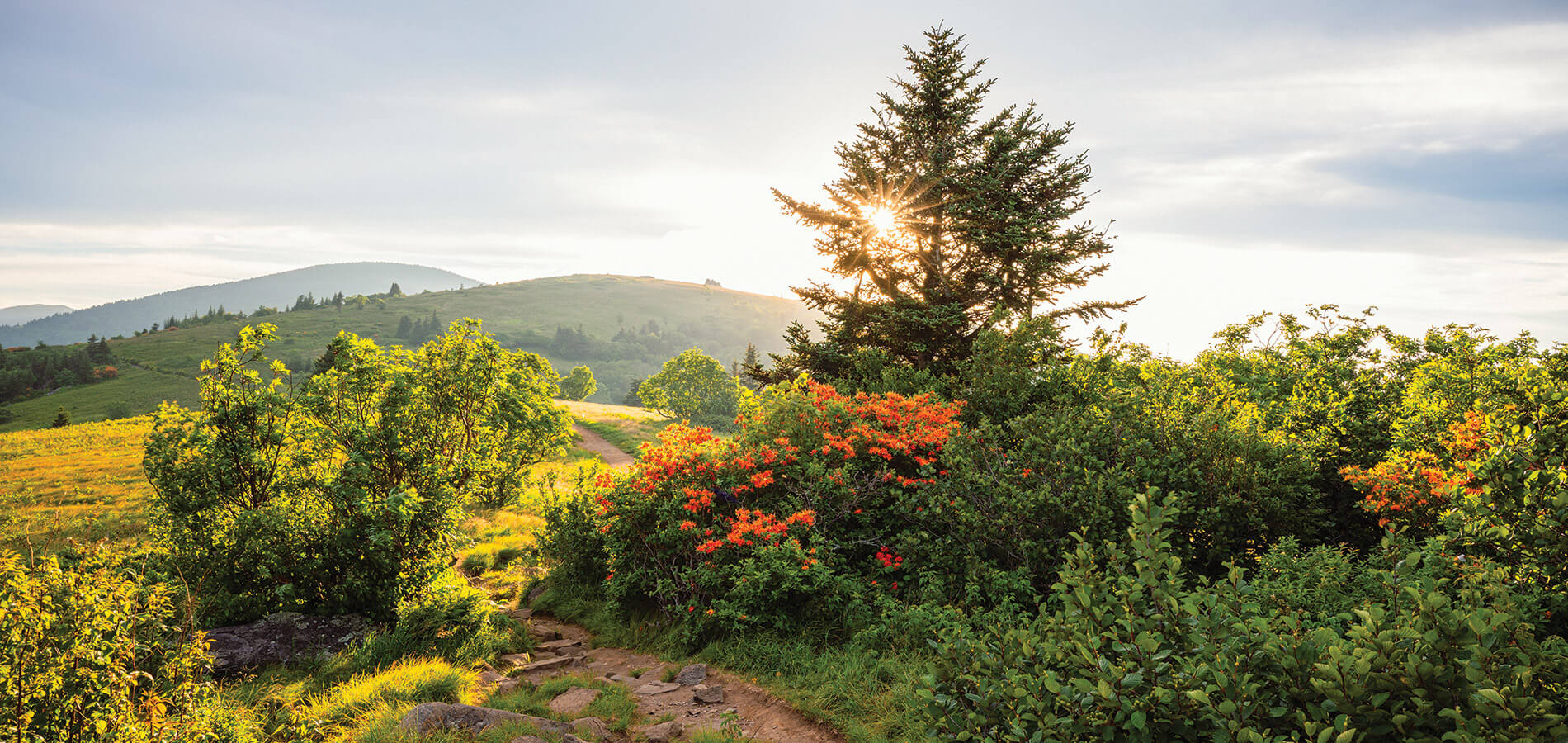 Flame azaleas on the Appalachian Trail