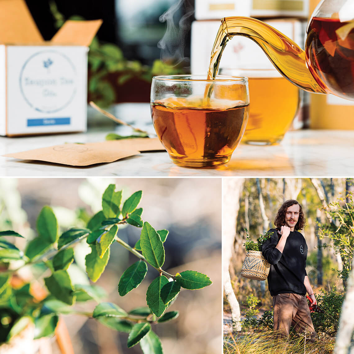 Andrew Kiley harvesting yaupon holly to make tea for Yaupon Tea Co.