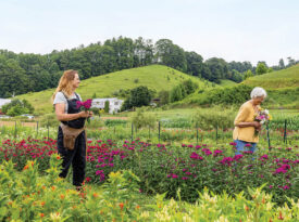 Amy and Jean Fiedler pick flowers at Springhouse Flower Farm