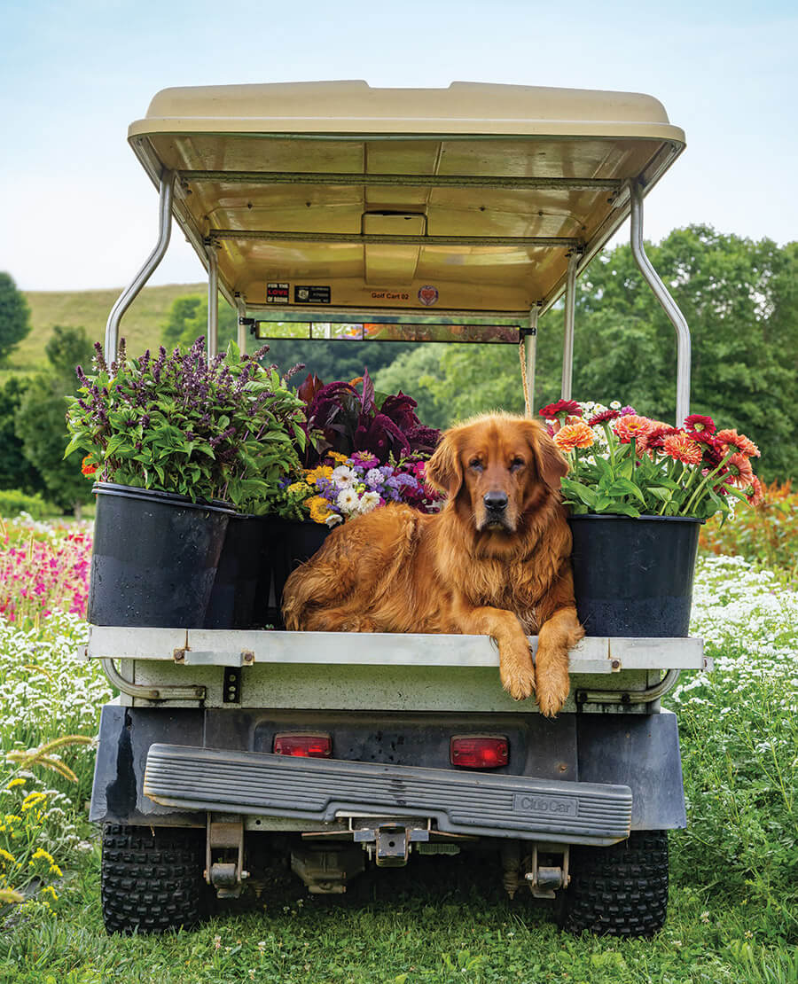 Farm dog Zion in the back of a golf cart with wildflowers