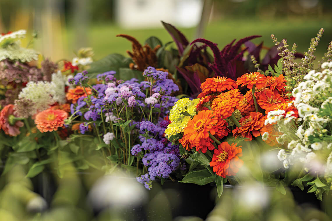 Bunches of fresh flowers at Springhouse Farm