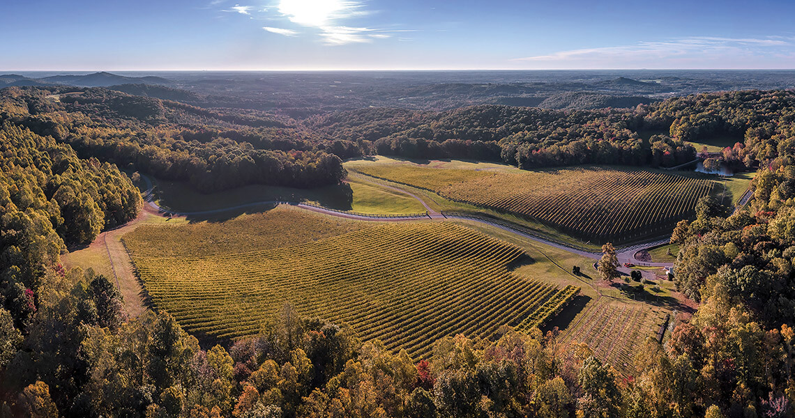 Vineyards at Dynamis Estate